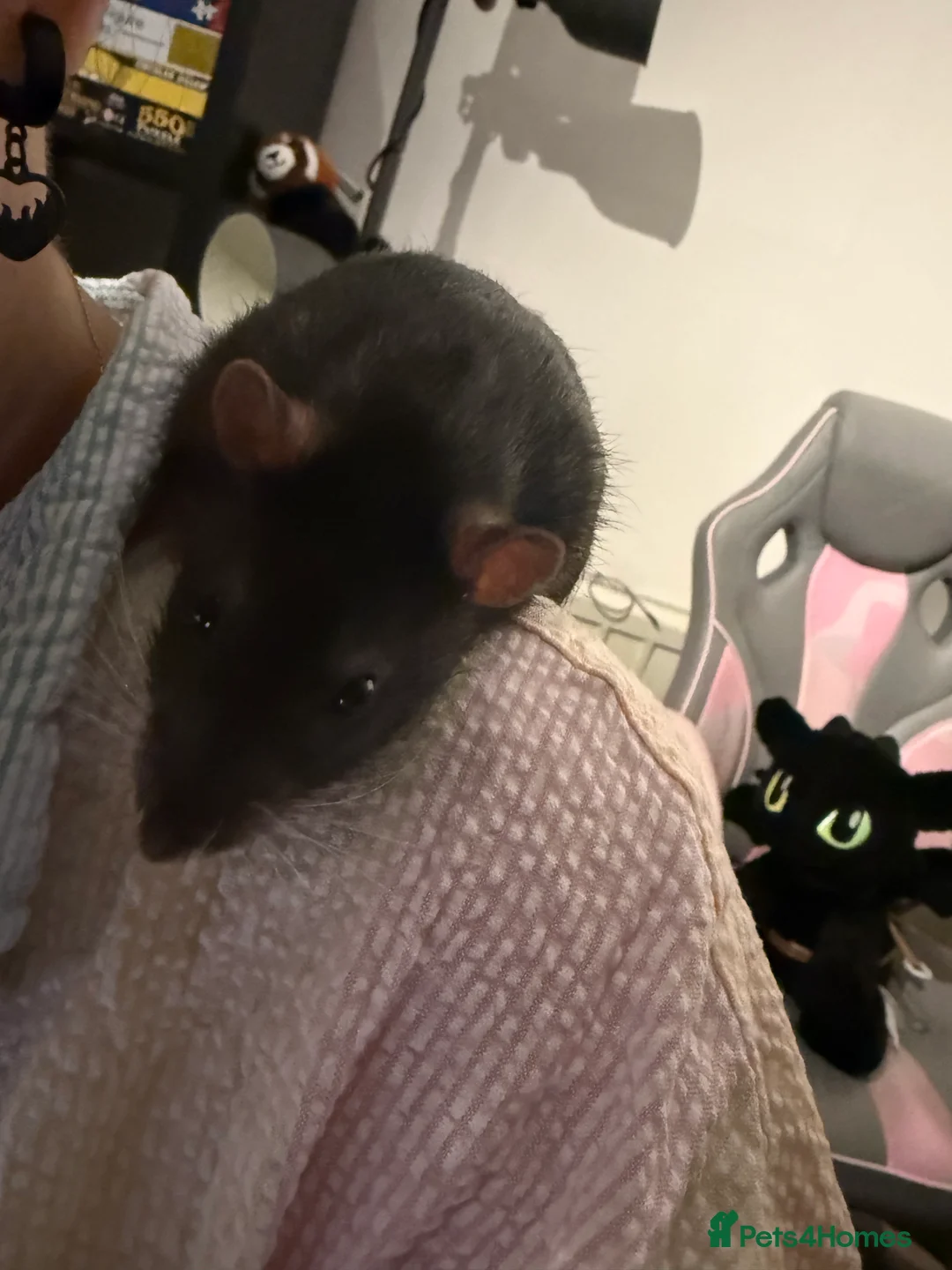 Rat rodents for sale: Male rats for rehoming - Advert 6