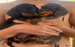 Miniature Dachshund dogs for sale: Miniature Dachshunds - Image 3