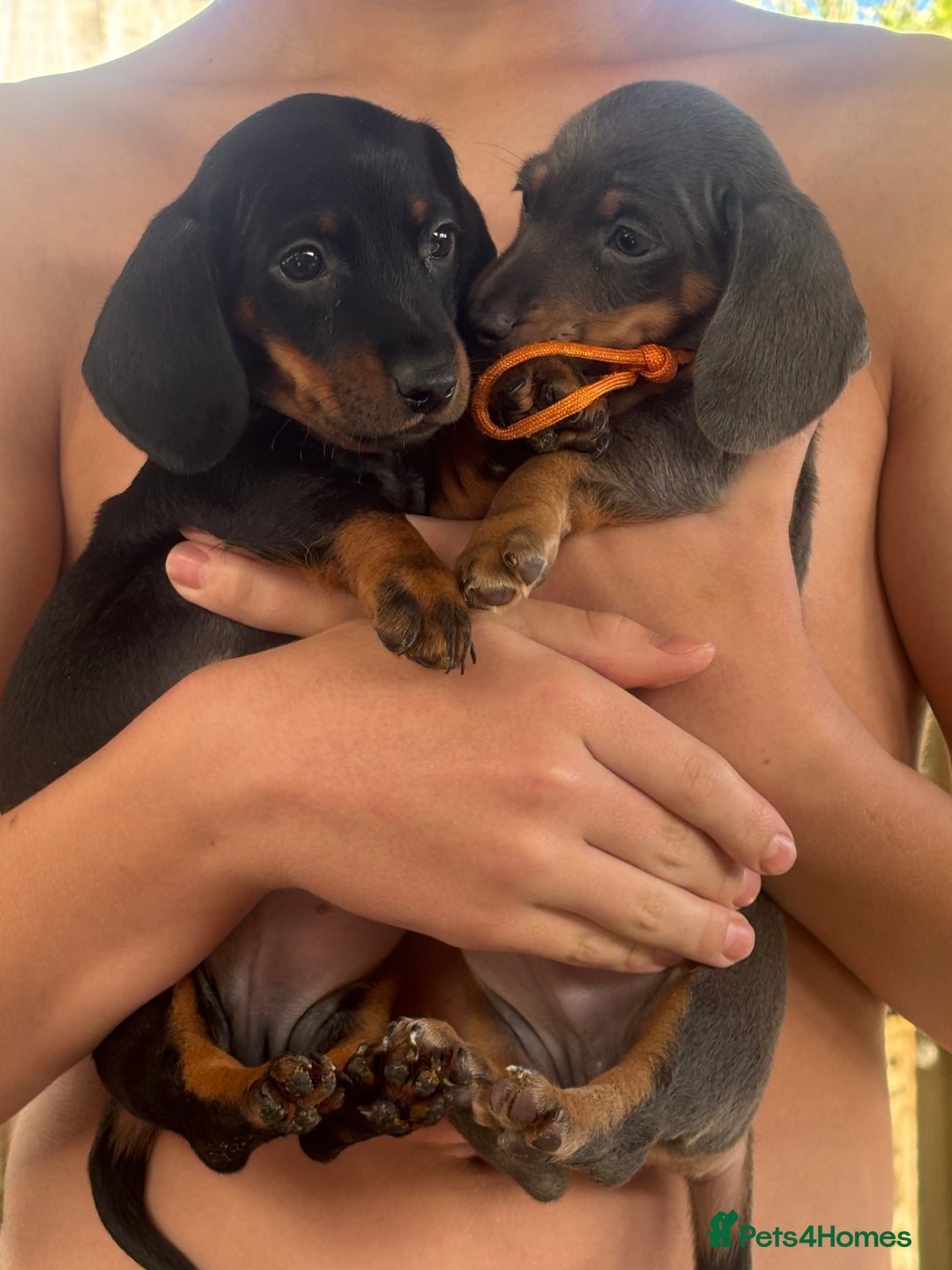 Miniature Dachshund dogs for sale: Miniature Dachshunds - Image 3