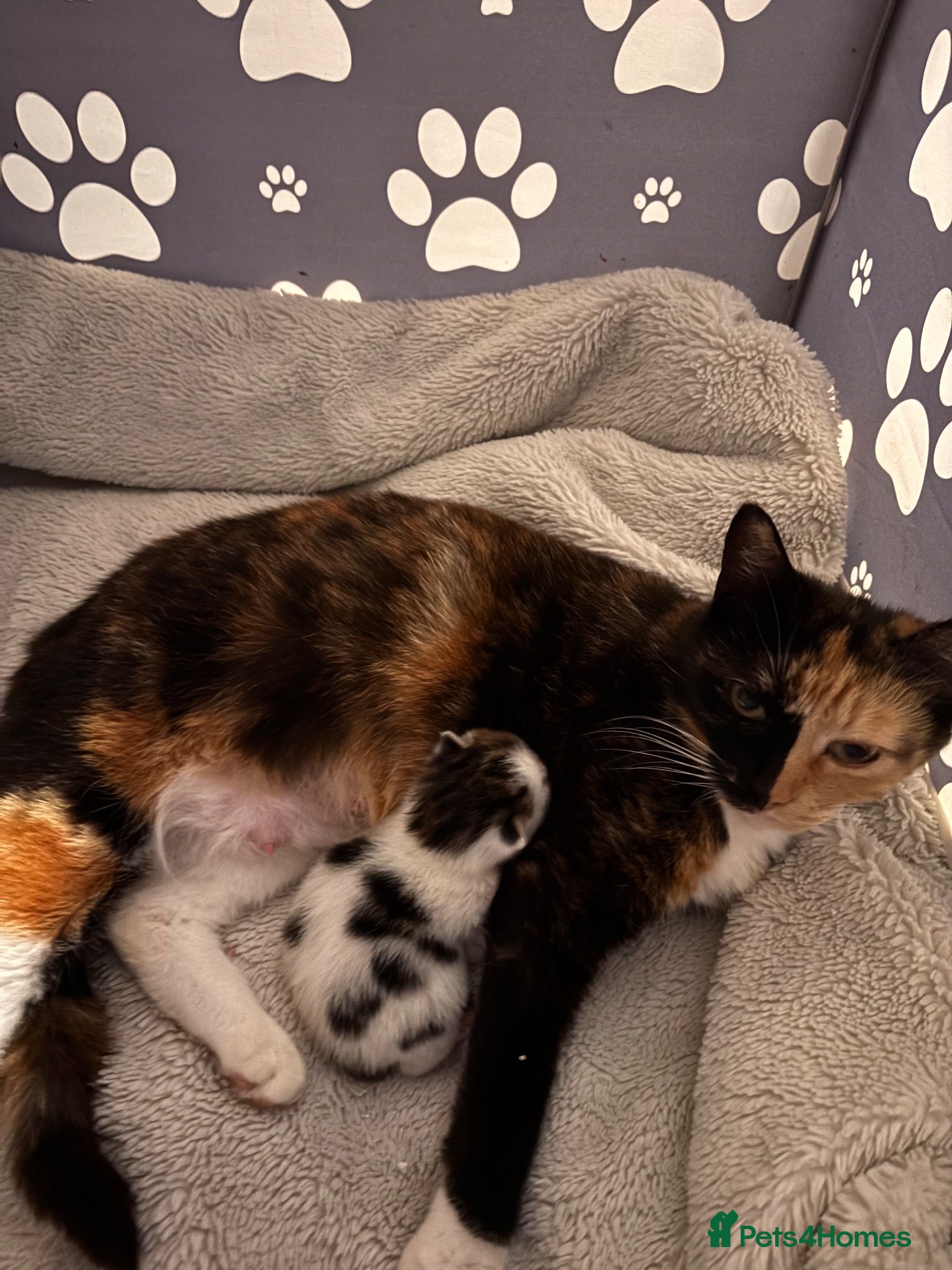 Mixed Breed cats Most loveable kittens  - Advert 1