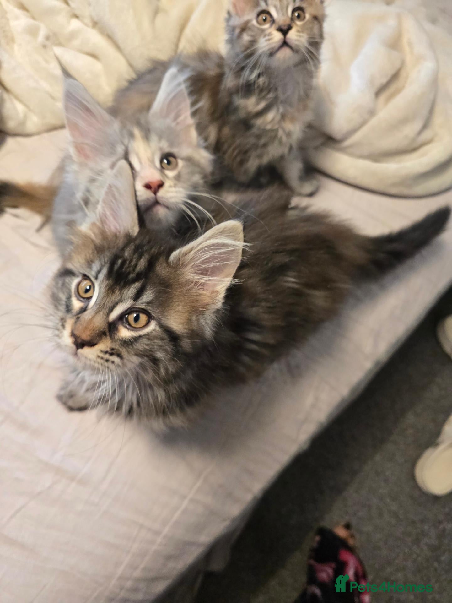 Maine Coon cats  🐾❤️ BEAUTIFUL MAINE COON KITTENS  ❤️🐾 - Advert 1