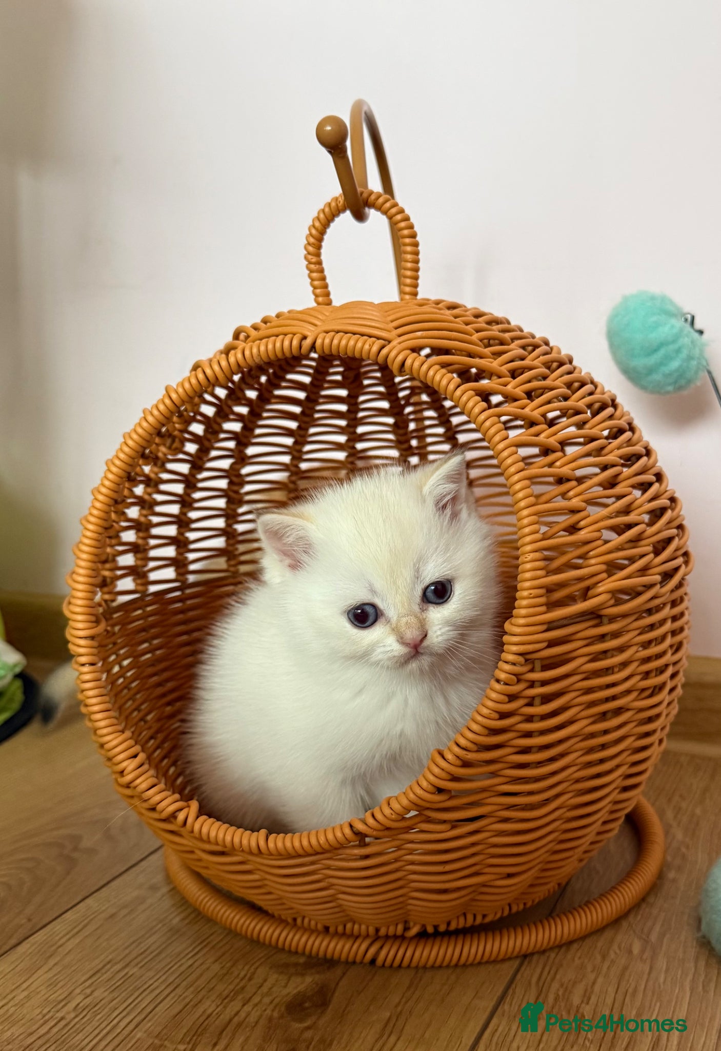 British Shorthair cats 🌟 Golden kittens. Fluffy happiness for you 🌟 - Advert 2