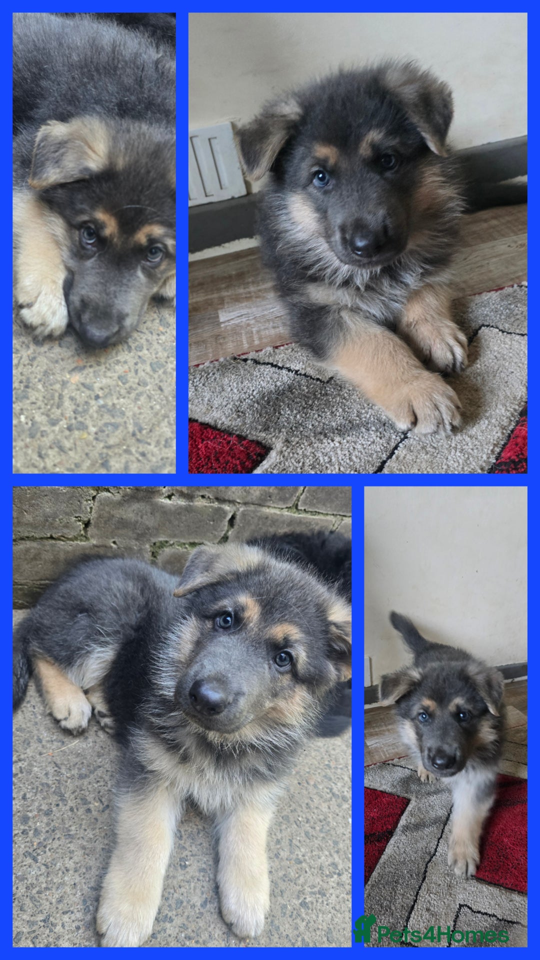 German Shepherd dogs for sale: Ready this Thur 17 July KCReg GSD 1 boy left £1300 in Kingussie - Image 1