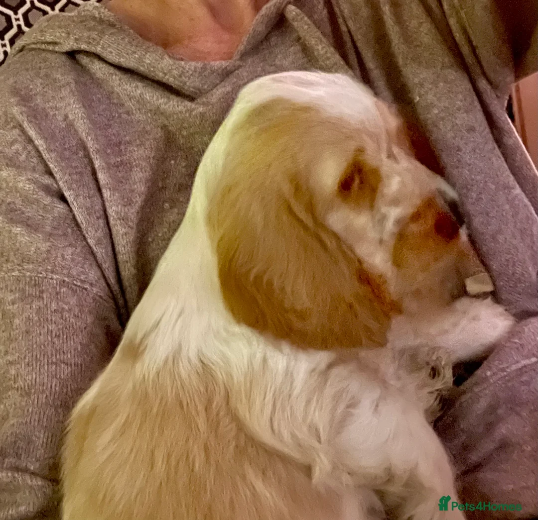 Cocker Spaniel dogs for sale: Gorgeous pair of pups remaining  - Advert 31