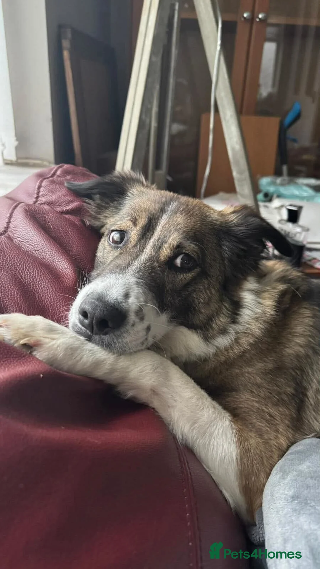 Mixed Breed dogs for adoption: Meet Bella, currently residing in Merseyside  - Advert 9