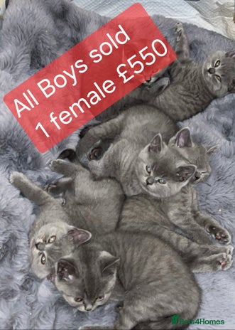 British Shorthair cats - Advert 12
