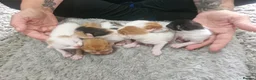Mixed Breed cats for sale: 6 beautiful angels needing forever homes - Advert 4