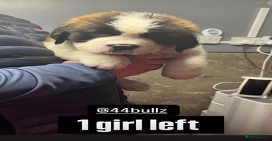 Saint Bernard dogs - Advert 13