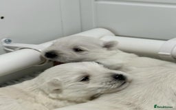 West Highland Terrier dogs for stud: Stud.. in Greenock - Image 14