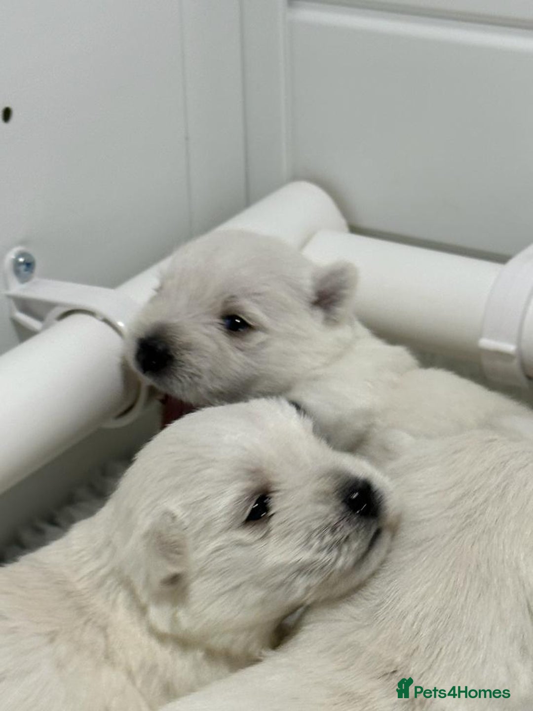 West Highland Terrier dogs for stud: Stud.. in Greenock - Image 14