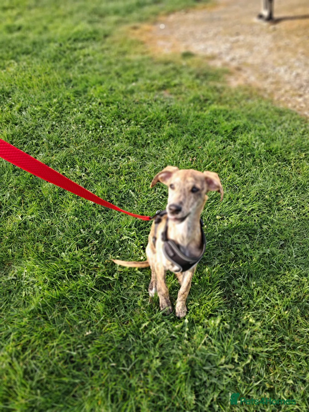 Mixed Breed dogs for sale: 1 × Male Brindle Whipador Puppy 15 wks old - Advert 9