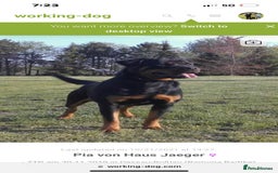 Rottweiler dogs for sale: Top quality German bred rottweilers - Image 12