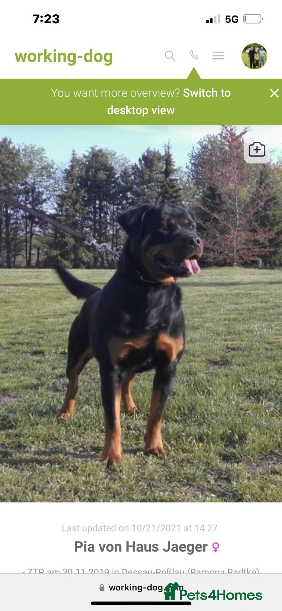 Rottweiler dogs for sale: Top quality German bred rottweilers - Image 12
