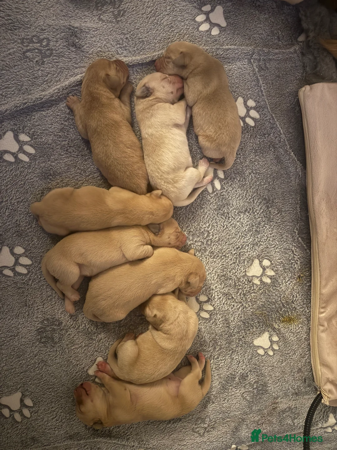 Labrador Retriever dogs for sale: Kc registered Labrador retriever puppies  - Advert 11