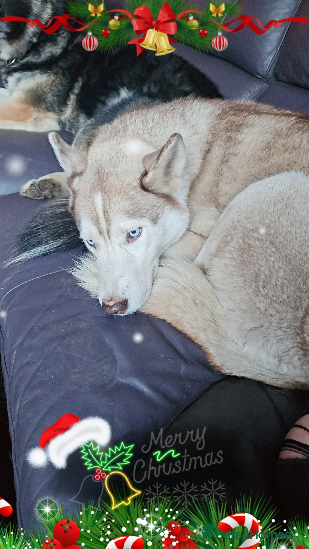 Mixed Breed dogs for sale: Husky x collie female  - Advert 2