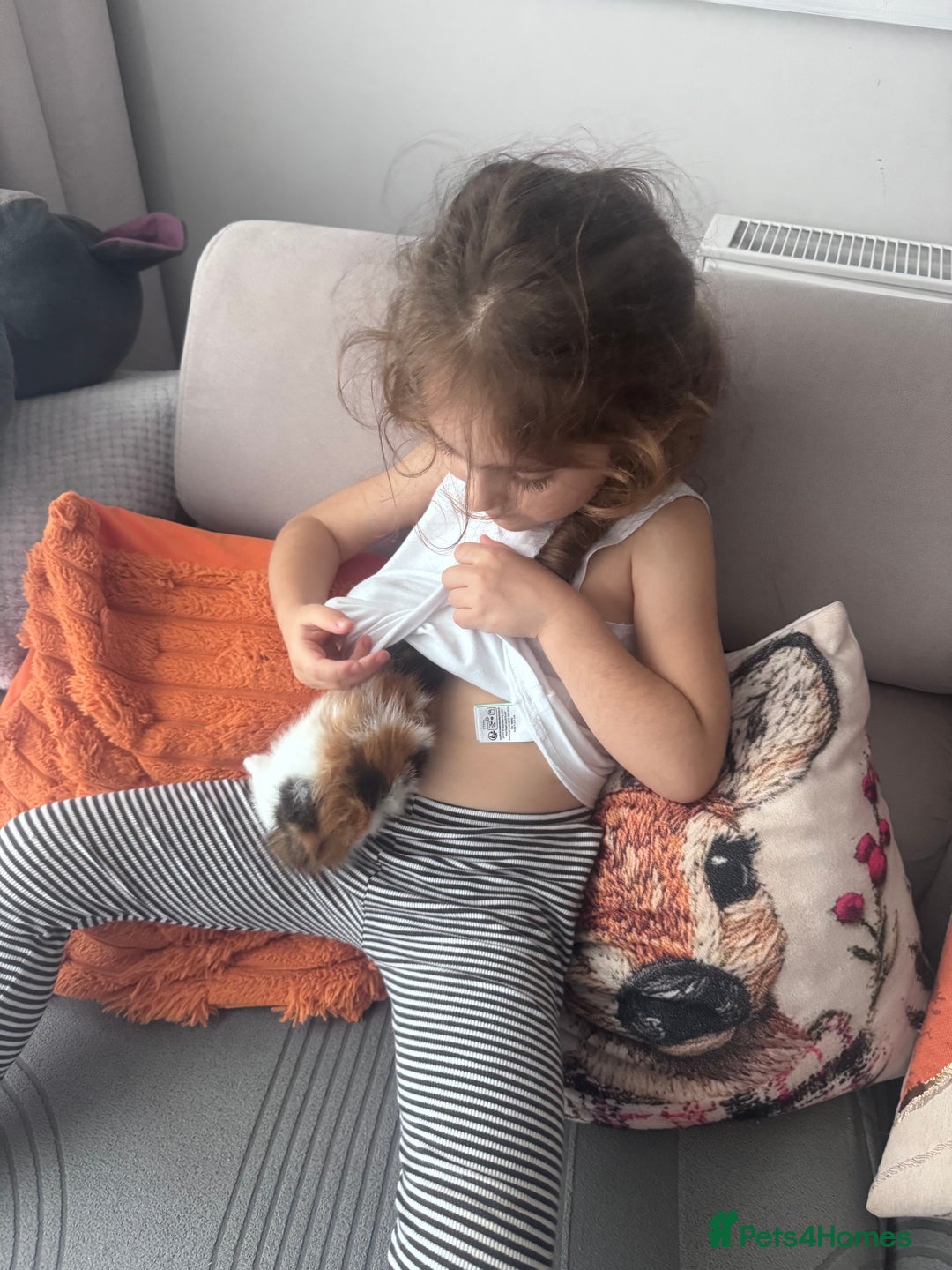 American Shorthair cats for sale: 1 grey male and 2 female for sale  - Advert 7