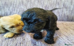 Cockapoo dogs for sale: COCKAPOO PUPPIES FOR SALE ready now  - Image 14
