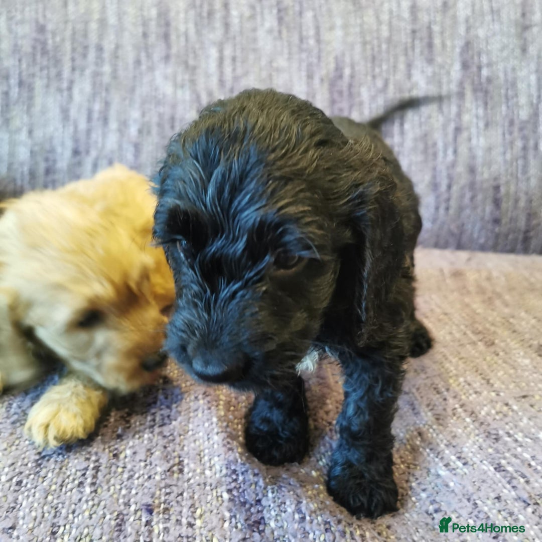 Cockapoo dogs for sale: COCKAPOO PUPPIES FOR SALE ready now  - Image 14