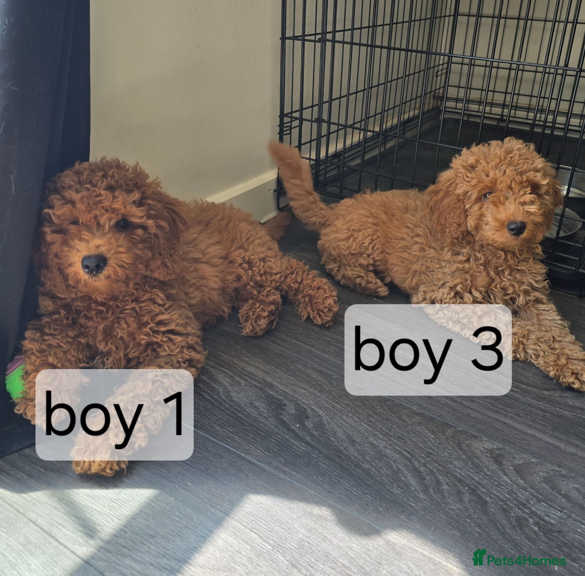 Cavapoo dogs BOYS ONLY cavapoo pups ready to leave  - Advert 1
