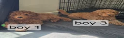 Cavapoo dogs for sale: BOYS ONLY cavapoo pups ready to leave  - Advert 2