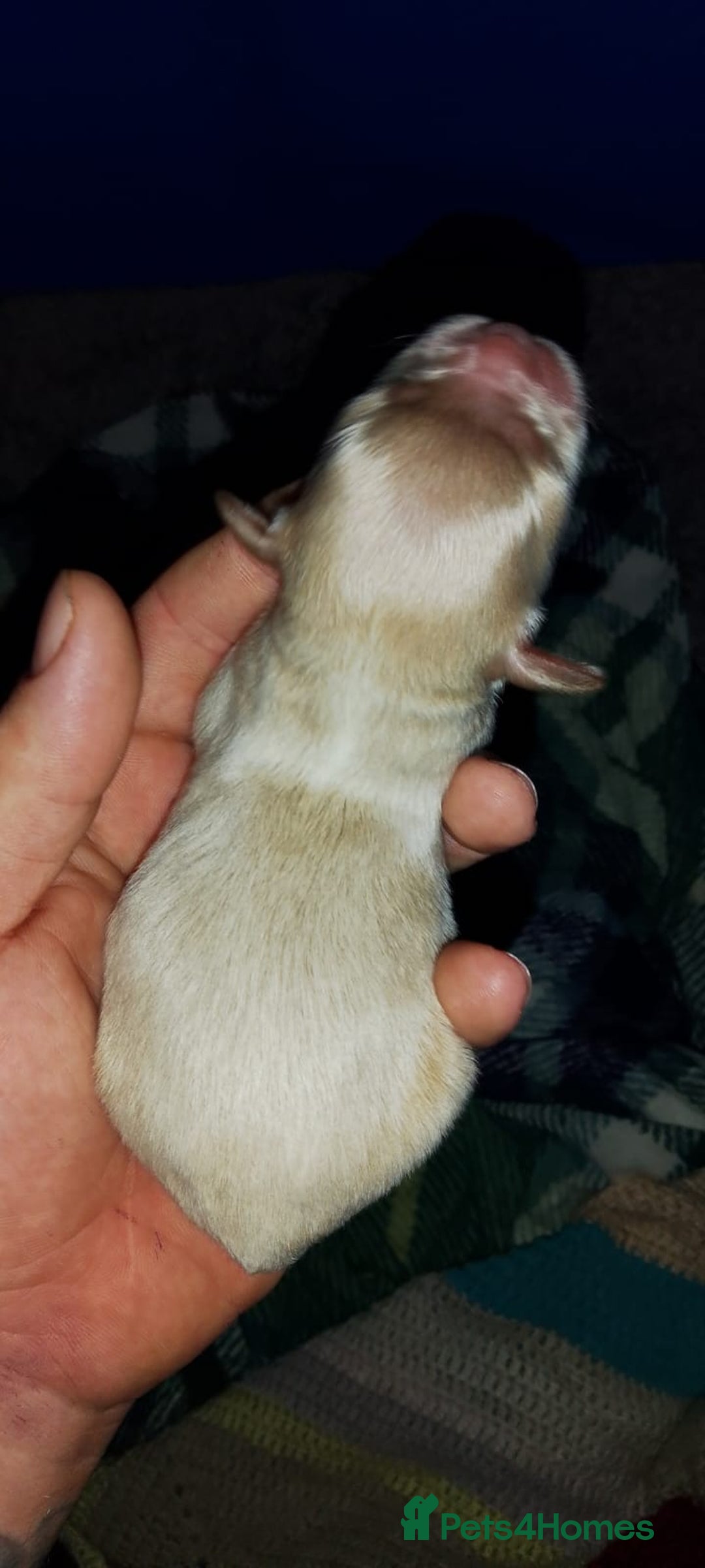 Shihpoo dogs for sale: Shihpoo x kc registered toy poodle  - Image 10