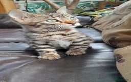 Bengal cats for sale: Ready Now last male left - Image 15