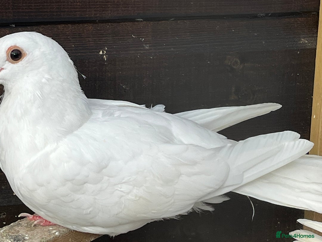 Pigeons birds for sale: Fantail Doves - Image 4