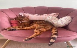 Bengal cats for sale: Bengal cat - Image 13