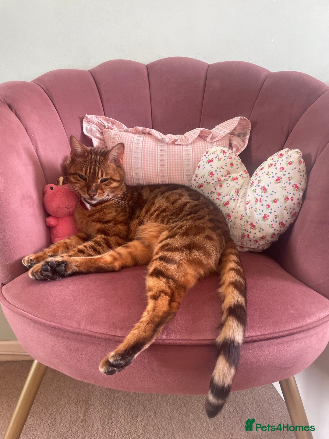 Bengal cats for sale: Bengal cat - Image 13