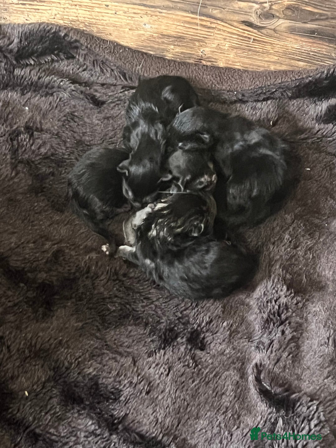 Maine Coon cats for sale: Maine Coon kittens - Image 11