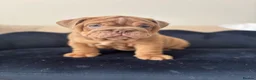 English Bulldog dogs for sale: Gorgeous English Bulldogs  - Advert 14
