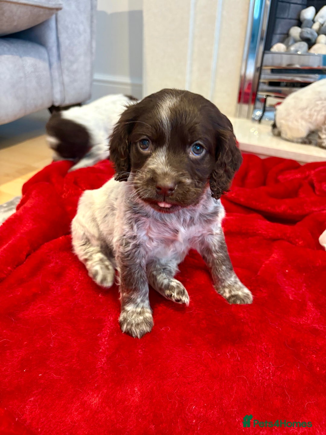 Cocker Spaniel dogs for sale: Cocker spaniel  - Advert 4