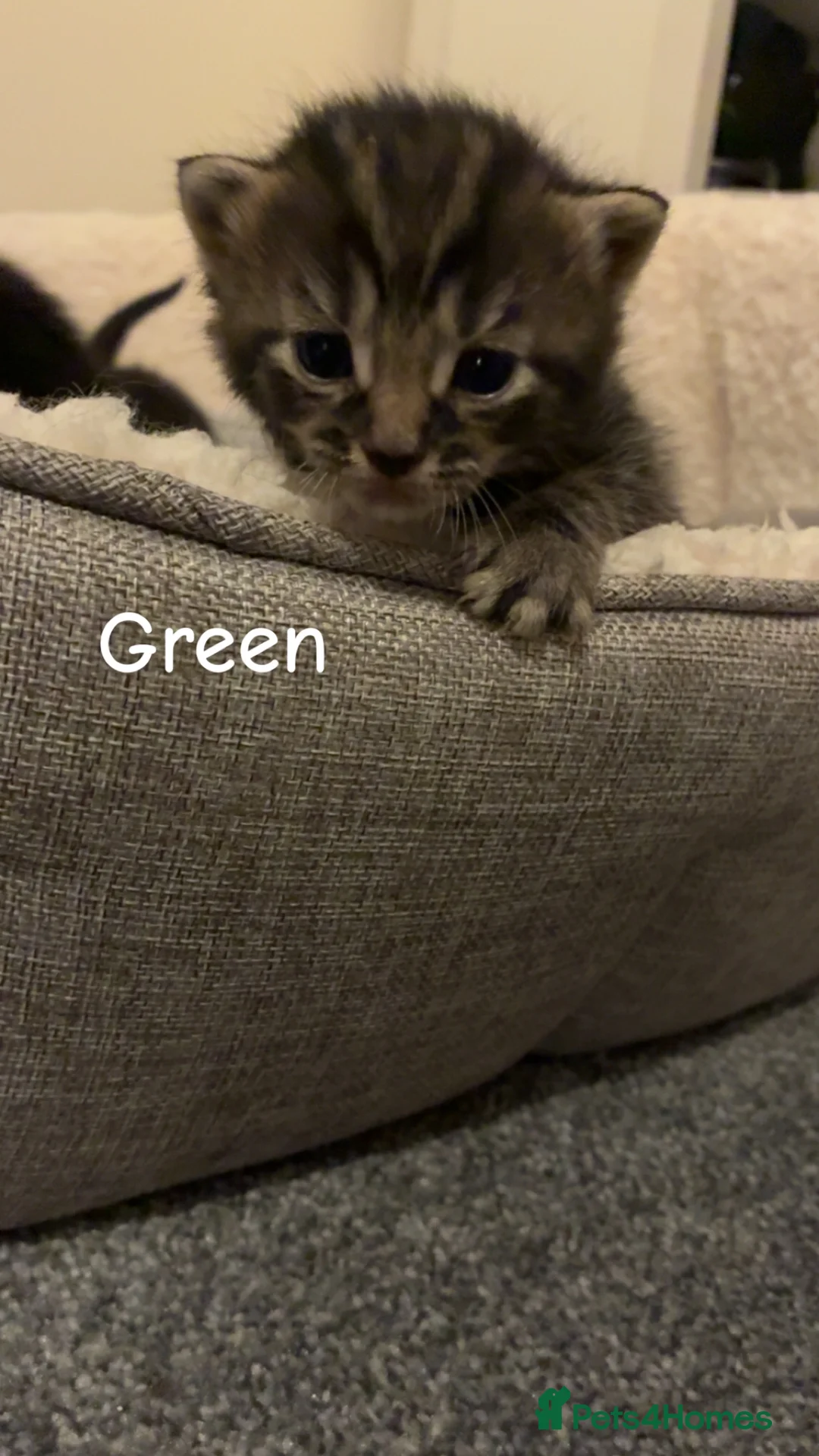 Mixed Breed cats for sale: domestic cats - Advert 2