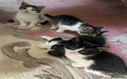 Mixed Breed cats for sale: 4 Sweet tempered kittens looking for loving homes - Image 13