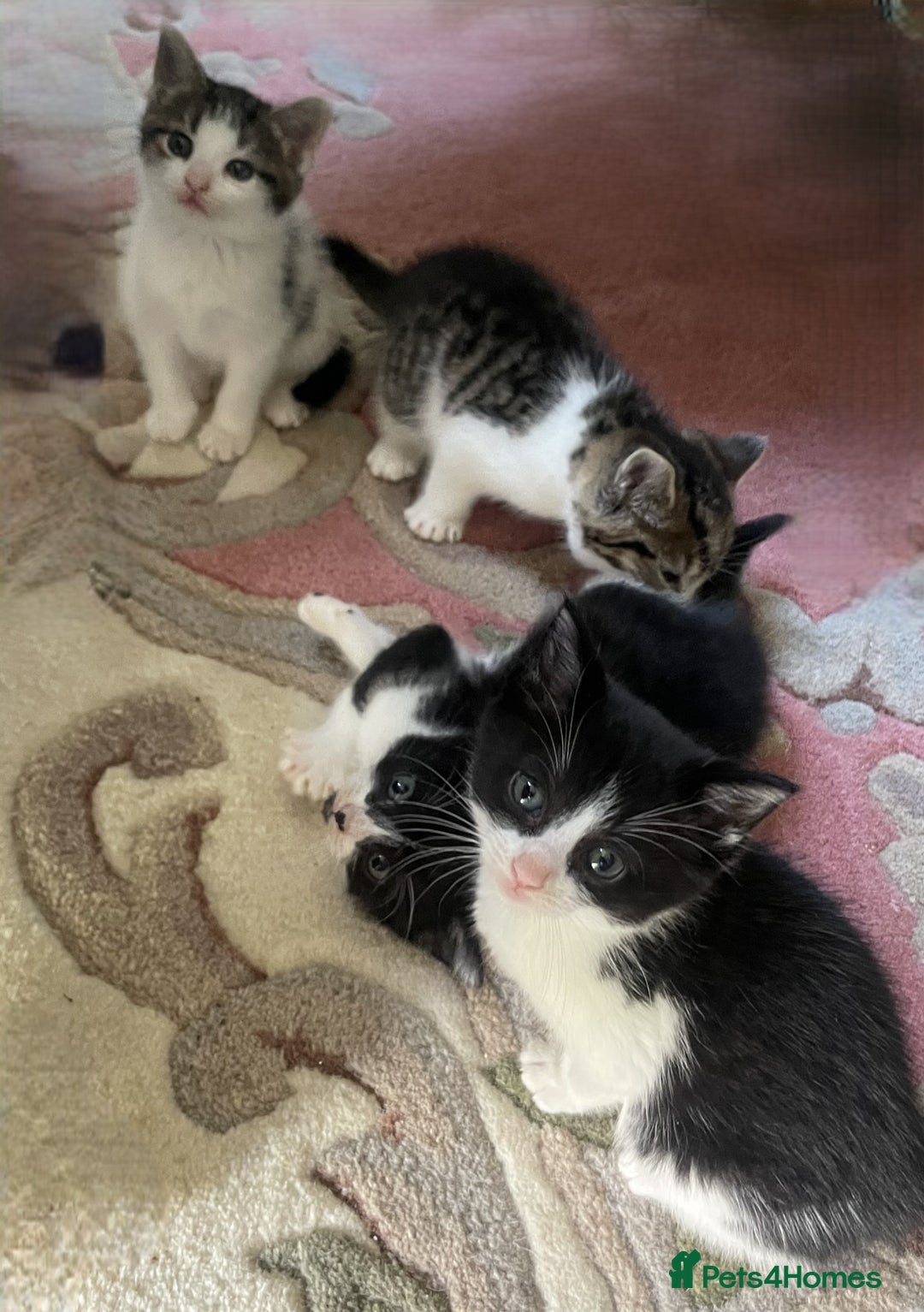 Mixed Breed cats for sale: 4 Sweet tempered kittens looking for loving homes - Image 13