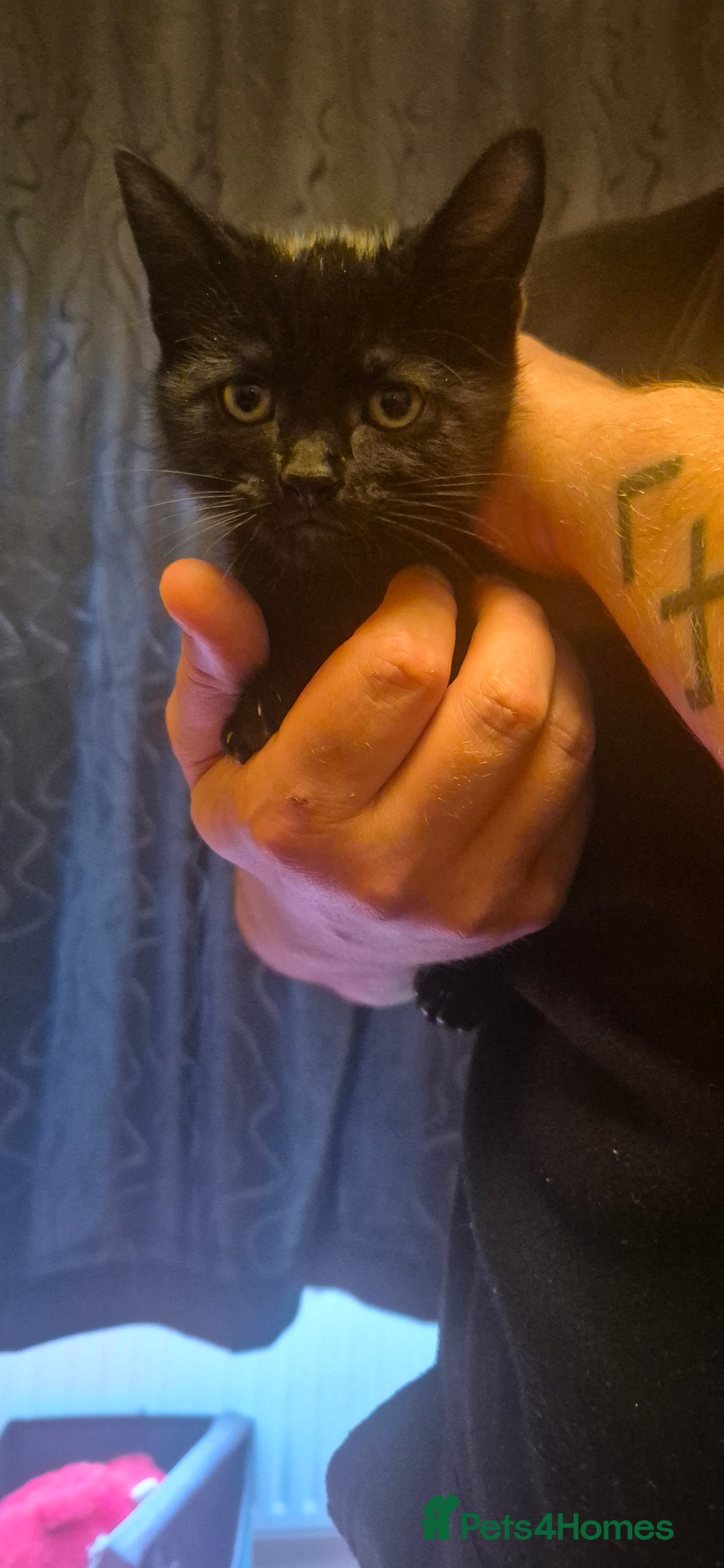 Ragdoll cats for sale: 5 female kittens looking for home - Image 1