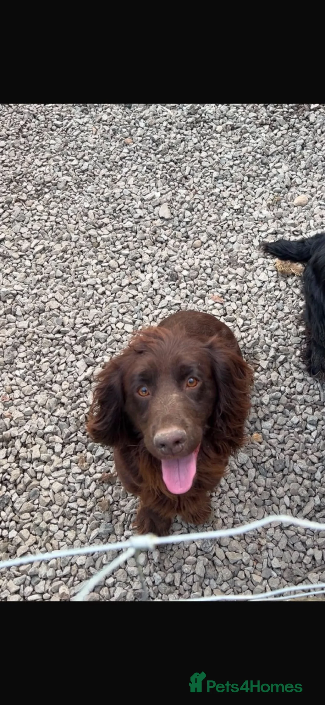 Cocker Spaniel dogs for sale: Cocker Spaniel Puppies  in Ashford - Advert 22
