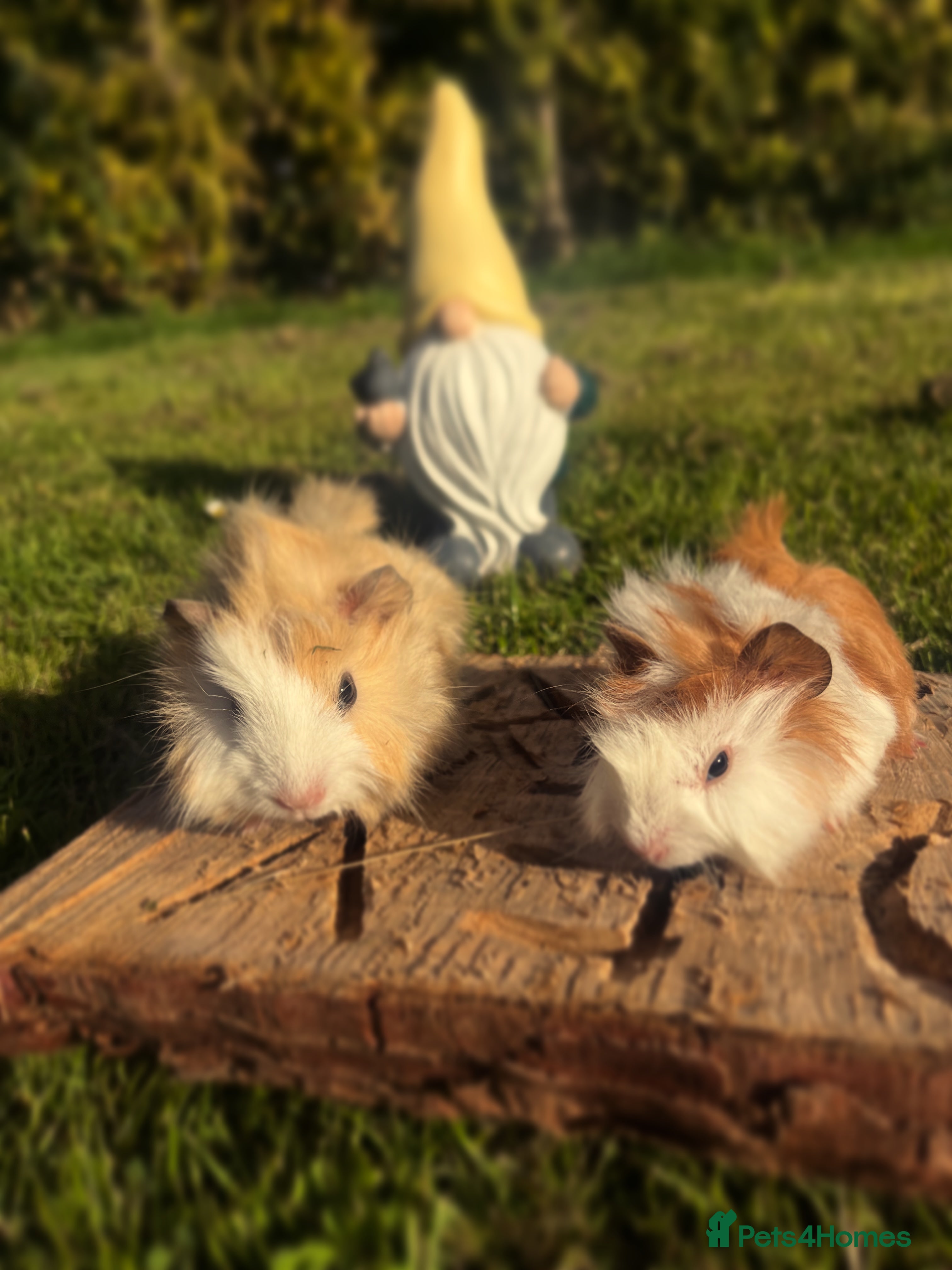 Guinea Pig rodents Fancy Guinea Pigs  - Advert 7