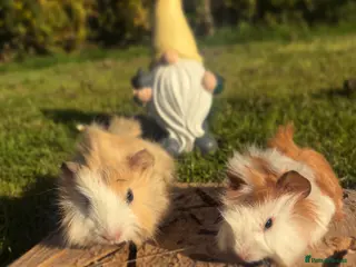 Guinea Pig rodents Fancy Guinea Pigs - Advert 7