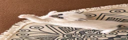 Ragdoll cats for sale: Gorgeous, affectionate kittens full of personality - Advert 17