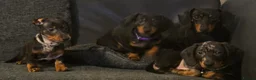 Dachshund dogs for sale: Lovely mini dachshund puppies  - Advert 3