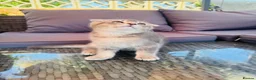 Scottish Fold cats for sale: ✨ Kittens Looking for Forever Homes ✨ - Advert 12