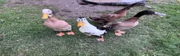 Ducks poultry for sale: Indian Runner Ducks - Advert 1