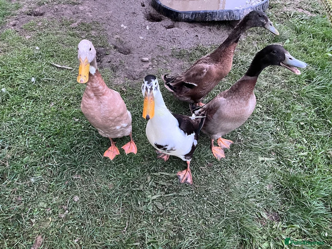 Ducks poultry for sale: Indian Runner Ducks - Advert 1