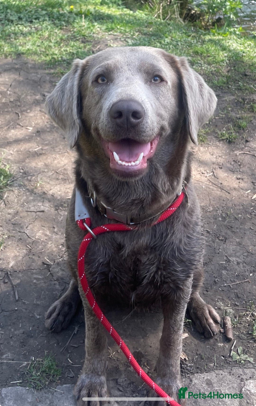 Labrador Retriever dogs for sale: Silver Labradors  - Image 1