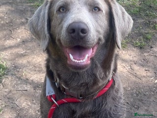 Labrador Retriever dogs - Advert 1