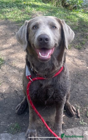 Labrador Retriever dogs - Advert 3