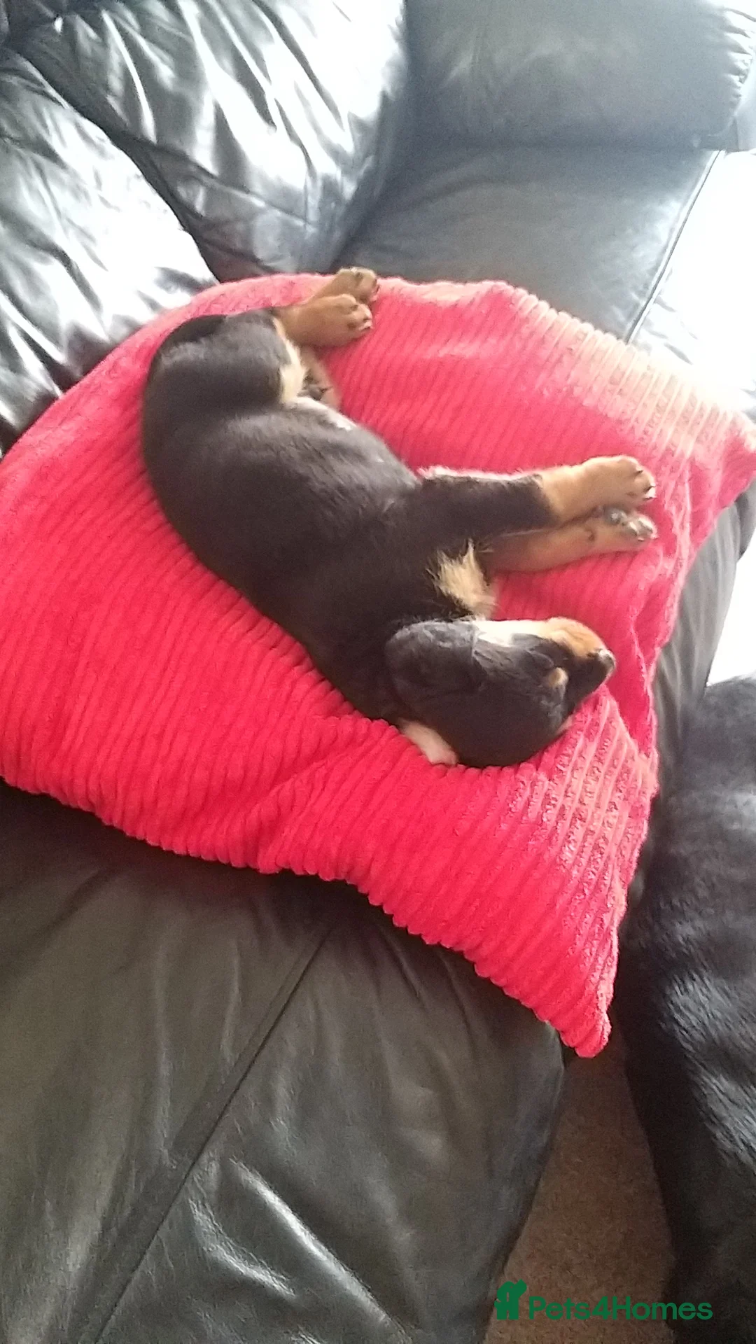 Rottweiler dogs for stud: Bruno the Rottweiler Stud Services in Wrexham - Advert 6