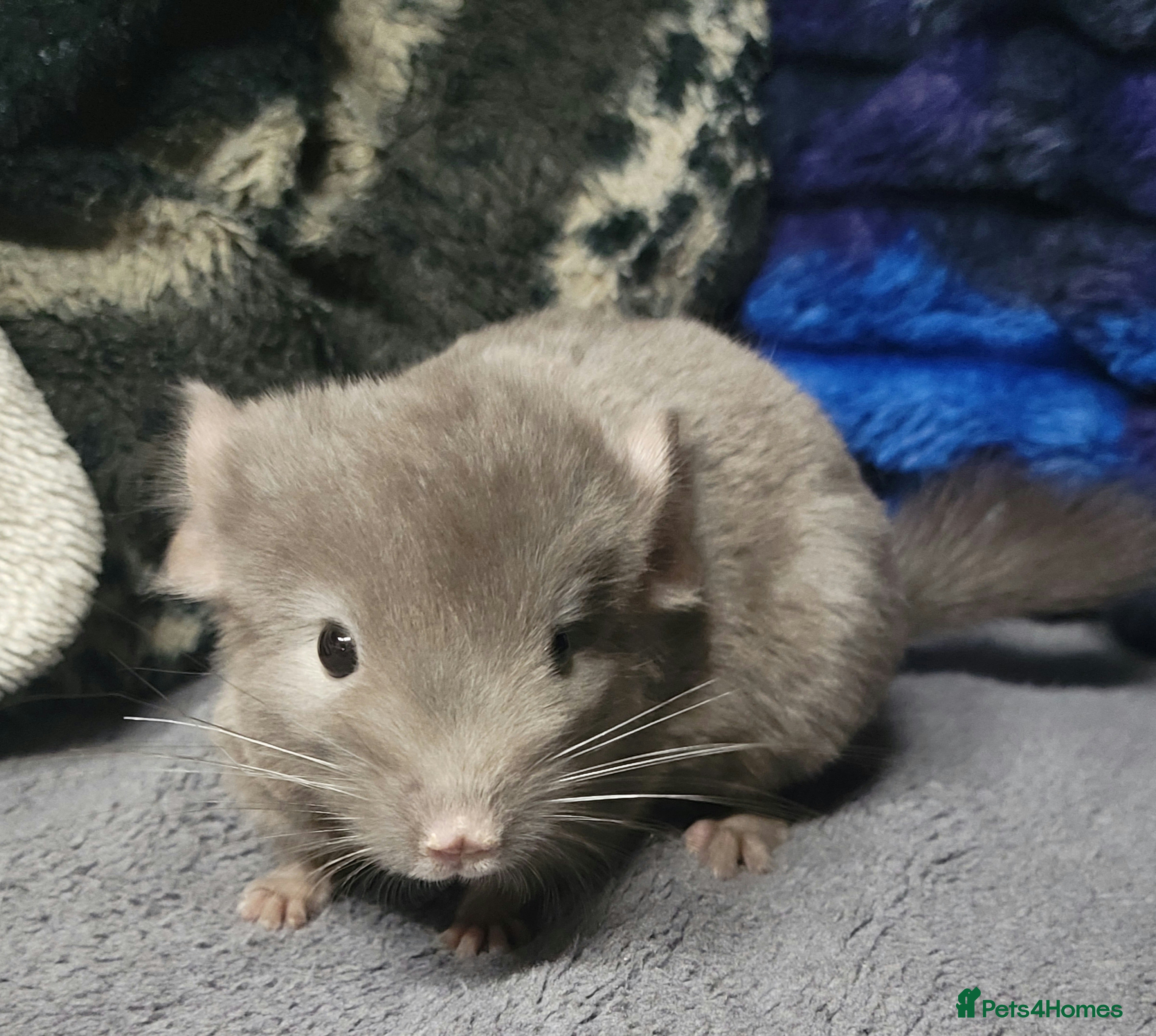 Chinchilla rodents Baby chinchillas for sale  - Advert 2
