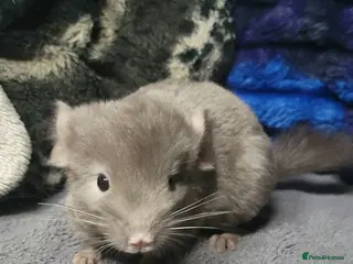 Chinchilla rodents Baby chinchillas for sale - Advert 2